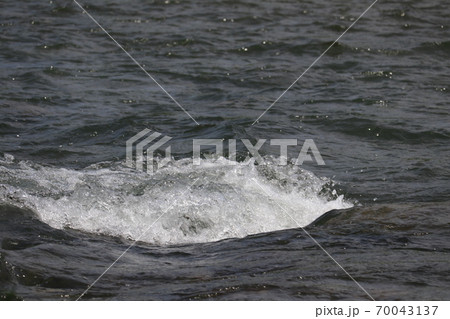 浅川の渦巻き水流 70043137