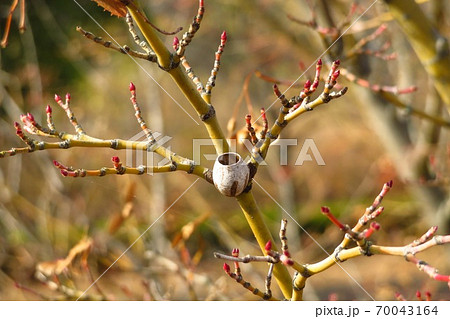 イラガの羽化後の繭 イラガの羽化後の繭 70043164