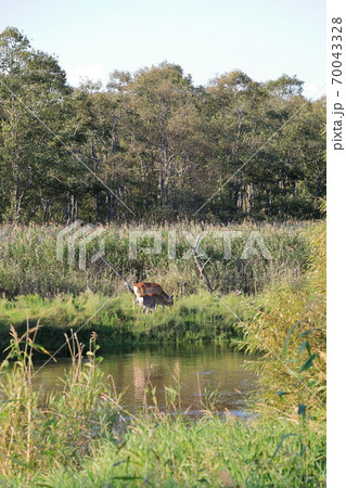 釧路湿原の川とエゾシカ 70043328