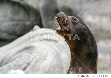 Southamerican sea lion female portrait Southamerican sea lion female portrait 70044140