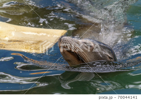 Southamerican sea lion seal approaching plastic Southamerican sea lion seal approaching plastic 70044141