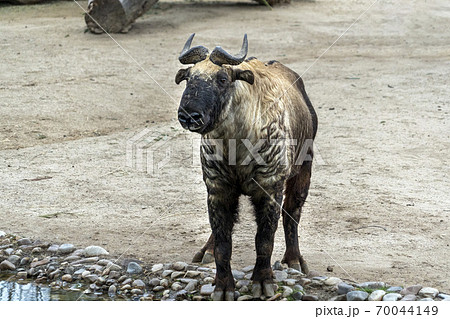 mishmi takin mountain goat mishmi takin mountain goat 70044149