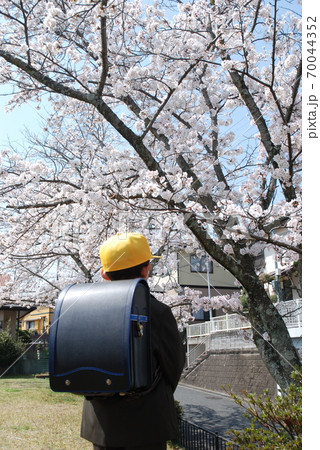 桜の花と新入生 70044352