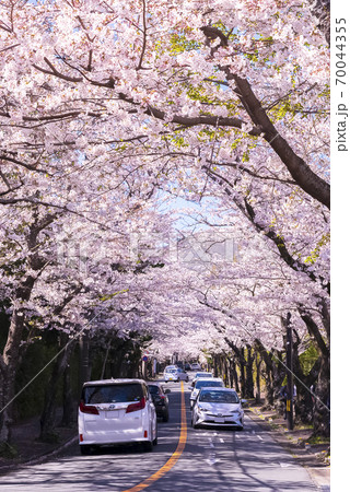 桜の木のトンネル 静岡県伊東市八幡野 桜の木のトンネル 静岡県伊東市八幡野 70044355