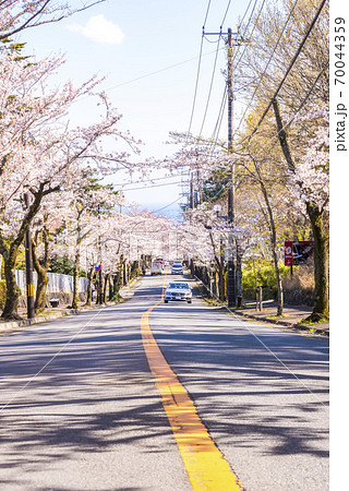 桜の木のトンネル 静岡県伊東市八幡野 桜の木のトンネル 静岡県伊東市八幡野 70044359