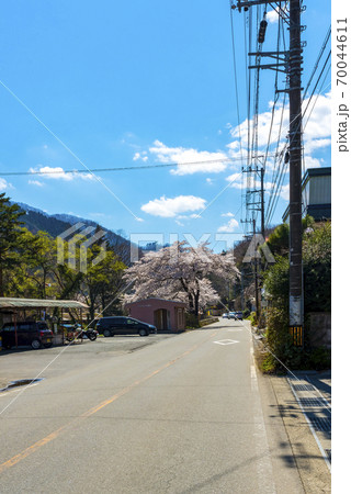 春の山梨県南都留郡道志村 70044611