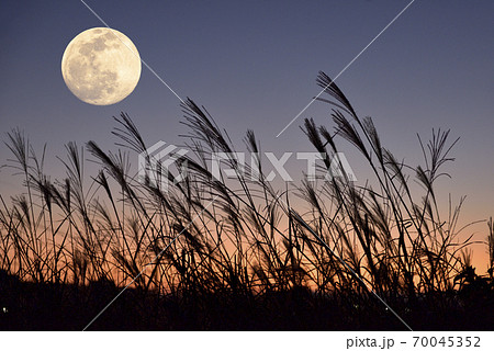 【秋イメージ】中秋の名月とススキ 【秋イメージ】中秋の名月とススキ 70045352