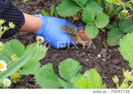 Farmer tears off diseased leaves on strawberry bush in the garden 70045736