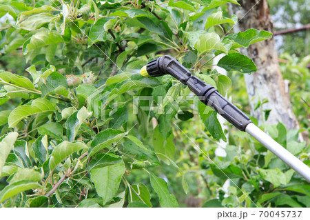 Protecting young apple tree from fungal disease or vermin with pressure sprayer 70045737
