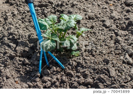 Loosening soil around the potato bush using hand garden rake 70045899