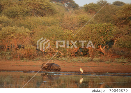 水辺の水牛 70046379