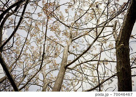 Winter trees forgot their leaves 70046467