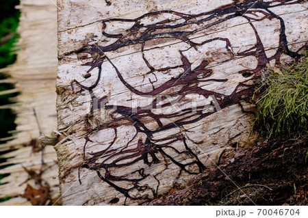 Honey fungus rizomorphes closeup 70046704