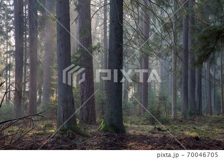 Spruce stand of Bialowieza Forest in morning 70046705