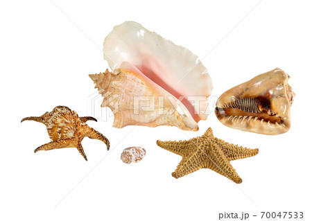 Collection of Sea shell isolated on background. Beautiful seashell Collection of Sea shell isolated on background. Beautiful seashell 70047533