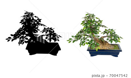 Bonsai tree isolated on a white background. The Japanese art 70047542