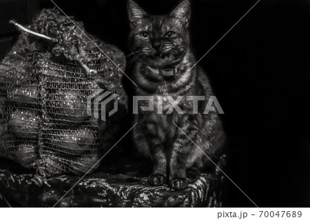Angry grumpy stripped cat sitting on a corner near bag of potatoes. Black and white. Copyspace. Angry grumpy stripped cat sitting on a corner near bag of potatoes. Black and white. Copyspace. 70047689
