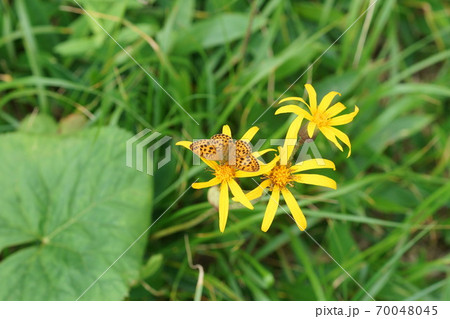 マルバダケブキの蜜を吸うコヒョウモン 70048045