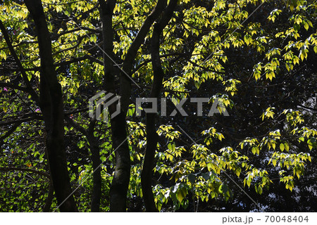 ブラジルの新緑 70048404