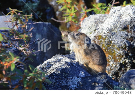 大雪山系のエゾナキウサギ 70049048