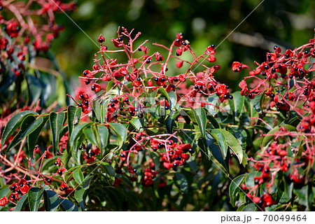 真っ赤なゴンズイの実 真っ赤なゴンズイの実 70049464