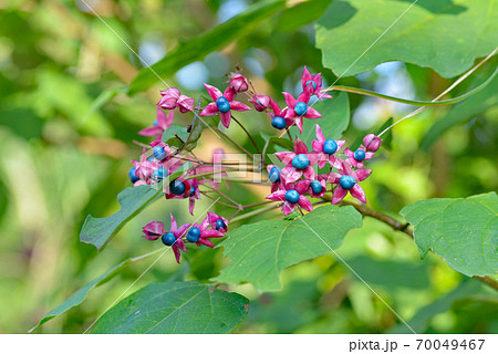 ド派手な初秋の風景 70049467