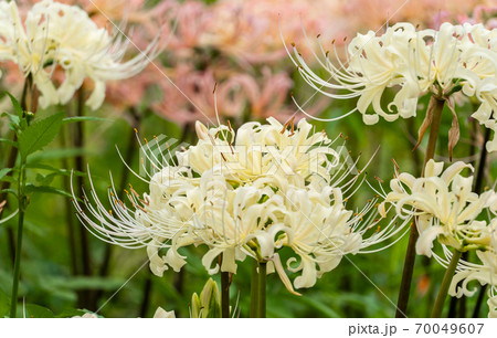 秋の花 彼岸花 秋の花 彼岸花 70049607