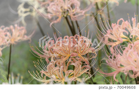 秋の花 彼岸花 秋の花 彼岸花 70049608