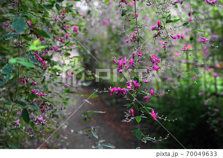 9月　府中168ハギ(萩)･マメ科･府中郷土の森博物館 70049633