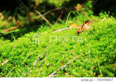 初秋の北八ヶ岳登山道の森 苔と落ち葉のある風景 初秋の北八ヶ岳登山道の森 苔と落ち葉のある風景 70049697
