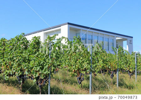 椀子ワイナリー 70049873