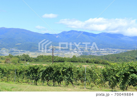 秋 収穫期のワイン用ブドウ畑　椀子ヴィンヤード 70049884