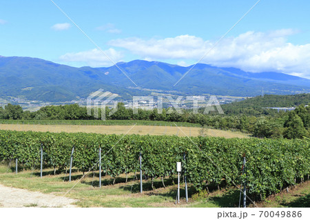 秋 収穫期のワイン用ブドウ畑　椀子ヴィンヤード 70049886