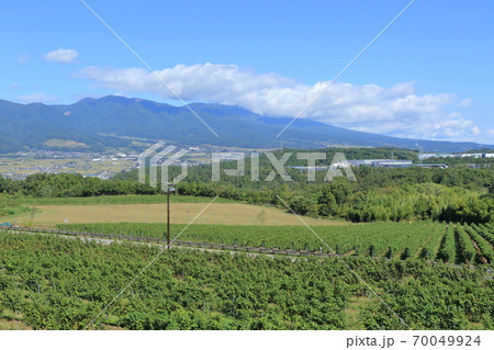 秋 収穫期のワイン用ブドウ畑　椀子ヴィンヤード 70049924