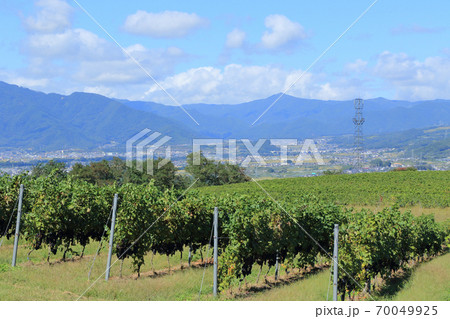 秋 収穫期のワイン用ブドウ畑　椀子ヴィンヤード 70049925