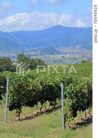秋 収穫期のワイン用ブドウ畑　椀子ヴィンヤード 70049928