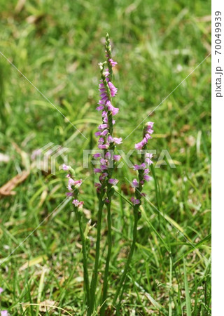 ネジバナ（捩花） 70049939