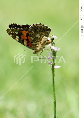 ネジバナ（捩花） 70049941