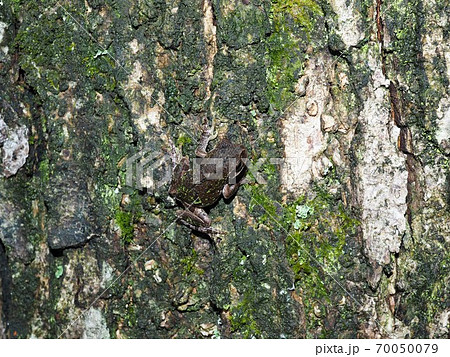 木の幹のような色のアマガエルの擬態 70050079