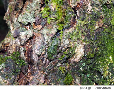 木の幹のような色のアマガエルの擬態 70050080