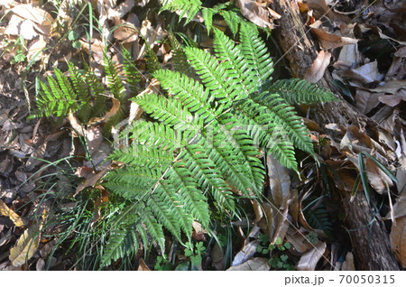 シダ植物(鐘撞堂山/埼玉県深谷市) シダ植物(鐘撞堂山/埼玉県深谷市) 70050315
