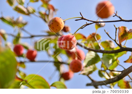 ヤマボウシの赤い実 70050330