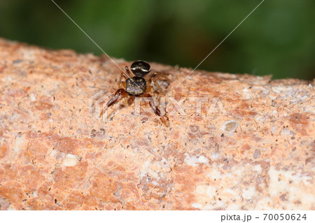生き物　クモ　ウデブトハエトリ、第一脚が極端に太くて長い。こちらはメスで大きさは五ミリ弱 70050624