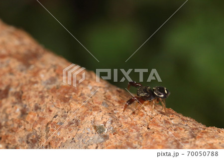 生き物　クモ　ウデブトハエトリ、横から。第一脚以外の脚は黄色。体のサイドにも白い帯 70050788