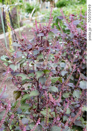 家庭菜園における赤シソの栽培 穂紫蘇 の写真素材