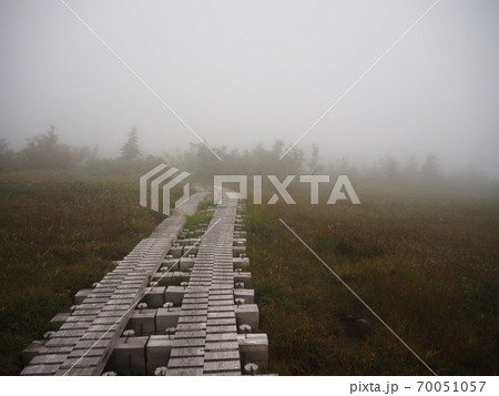 霞がかった草原と木の小道 70051057