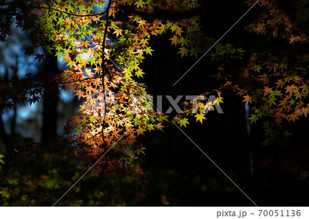 森の中で陽射しの注ぐ紅葉 70051136