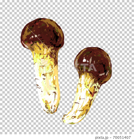 リアルな松茸のイラストのイラスト素材