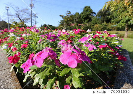 公園の花壇に咲く ニチニチソウの写真素材