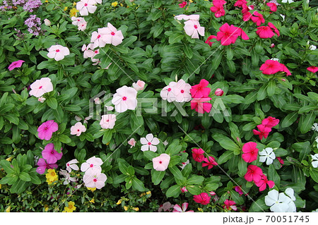 公園の花壇に咲く ニチニチソウの写真素材